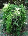 مارچوبه نرمه / گل گردی بالارونده